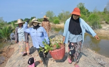 Activity on mangrove conservation.