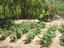 Home garden in  Pottuvil