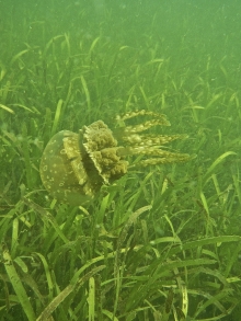 Biodiversity in the seagrass beds of the Gulf of Mannar and Palk Bay