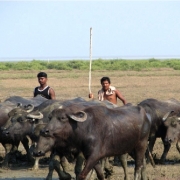 Uncontrolled livestock can significantly damage the land, reducing vegetation growth 