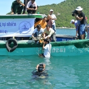 Releasing of marine turtle