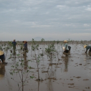 Women planting mangroves in Hau Loc, Thanh Hoa