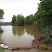 Shrimp mangrove polyculture at Long Khanh and Dong Hai Commune 