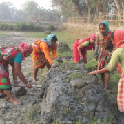 Women define and construct the walls of a new shrimp pond
