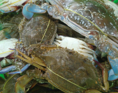 Blue swimming crabs collected from MFMA,