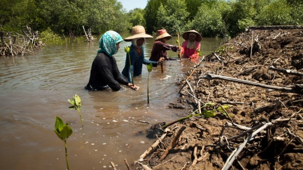Snapshot of Sido Agung Mangrove Forest Rehabilitation Site