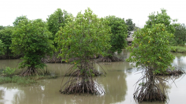Shrimp mangrove polyculture at Long Khanh and Dong Hai Commune 