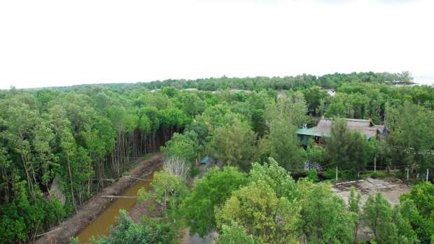 Mangroves populated area in Ca Mau Province