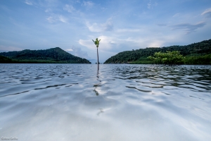 Early stages of mangrove growth, Thailand