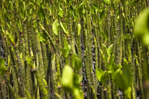 Mangrove seedlings
