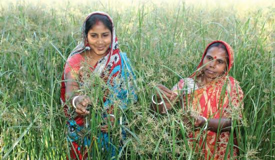 MELE is a useful raw material for cottage-craft now locally grown by Nabadiganta