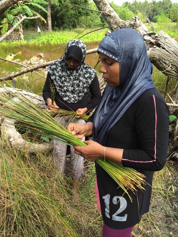 Leena collecting reeds from the nearby marshland2. Aishath Niyaz